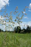 Dactylis glomerata