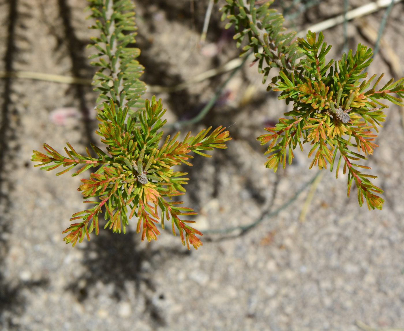 Изображение особи Calothamnus quadrifidus.