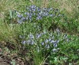 Veronica prostrata