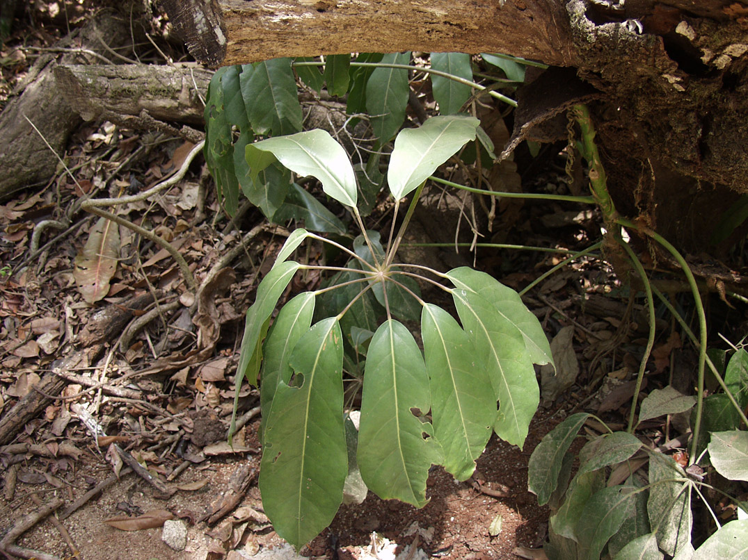 Image of Heptapleurum actinophyllum specimen.