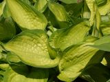 Hosta fortunei. Листья. Восточный Казахстан, г. Усть-Каменогорск, Архитектурно-ландшафтный музей-заповедник, в культуре. 21.05.2017.