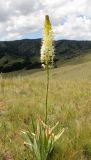 Eremurus kaufmannii. Цветущее растение. Узбекистан, Джизакская обл., северный склон Туркестанского хребта, Зааминский национальный парк, урочище Супа. 23.06.2018.