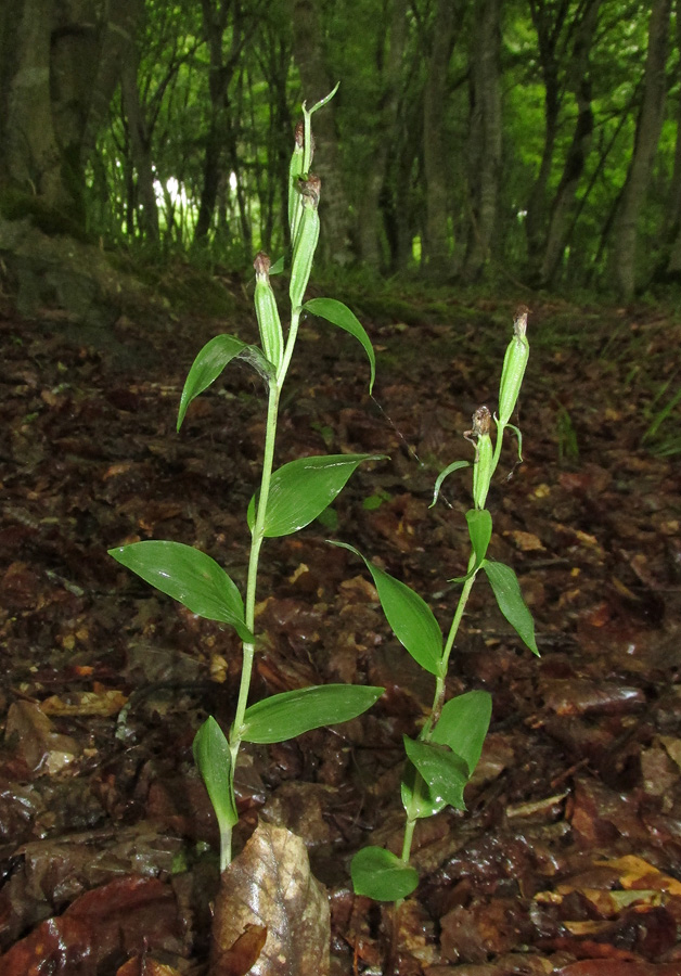 Изображение особи Cephalanthera damasonium.