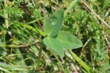 genus Trifolium. Лист. Грузия, Казбегский муниципалитет, окраина с. Степанцминда, зап. склон горы Куро, травянистый склон. 31.07.2018.