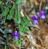 Lathyrus humilis. Часть побега с соцветиями. Хакасия, окр. с. Толчия. 03.06.2010.