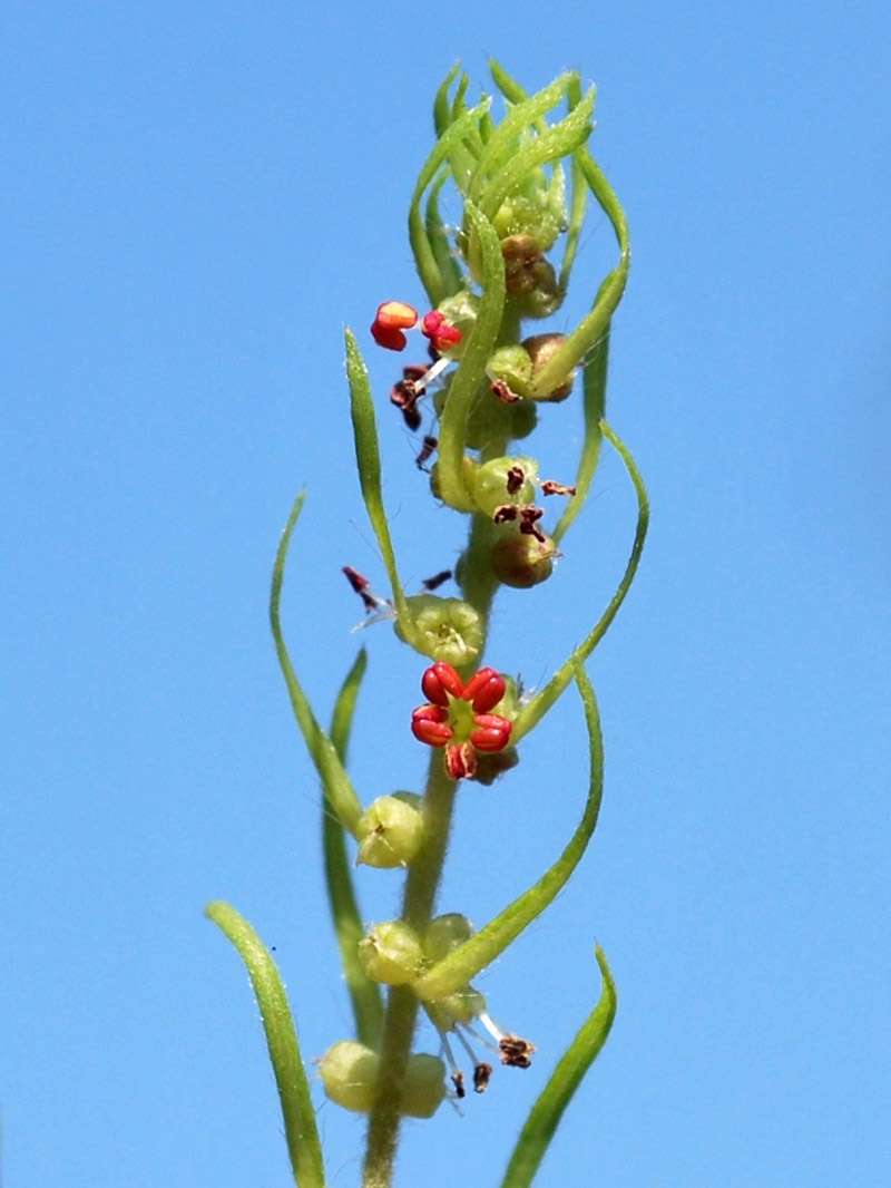 Изображение особи Bassia scoparia f. trichophylla.