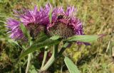 Centaurea alutacea. Верхушки побегов с соцветиями. Карачаево-Черкесия, Малокарачаевский р-н, Хасаутский заказник, склон плато Бермамыт, луг. 13.09.2018.