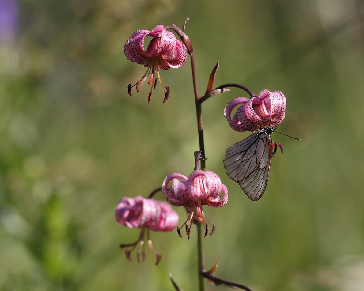 Изображение особи Lilium pilosiusculum.