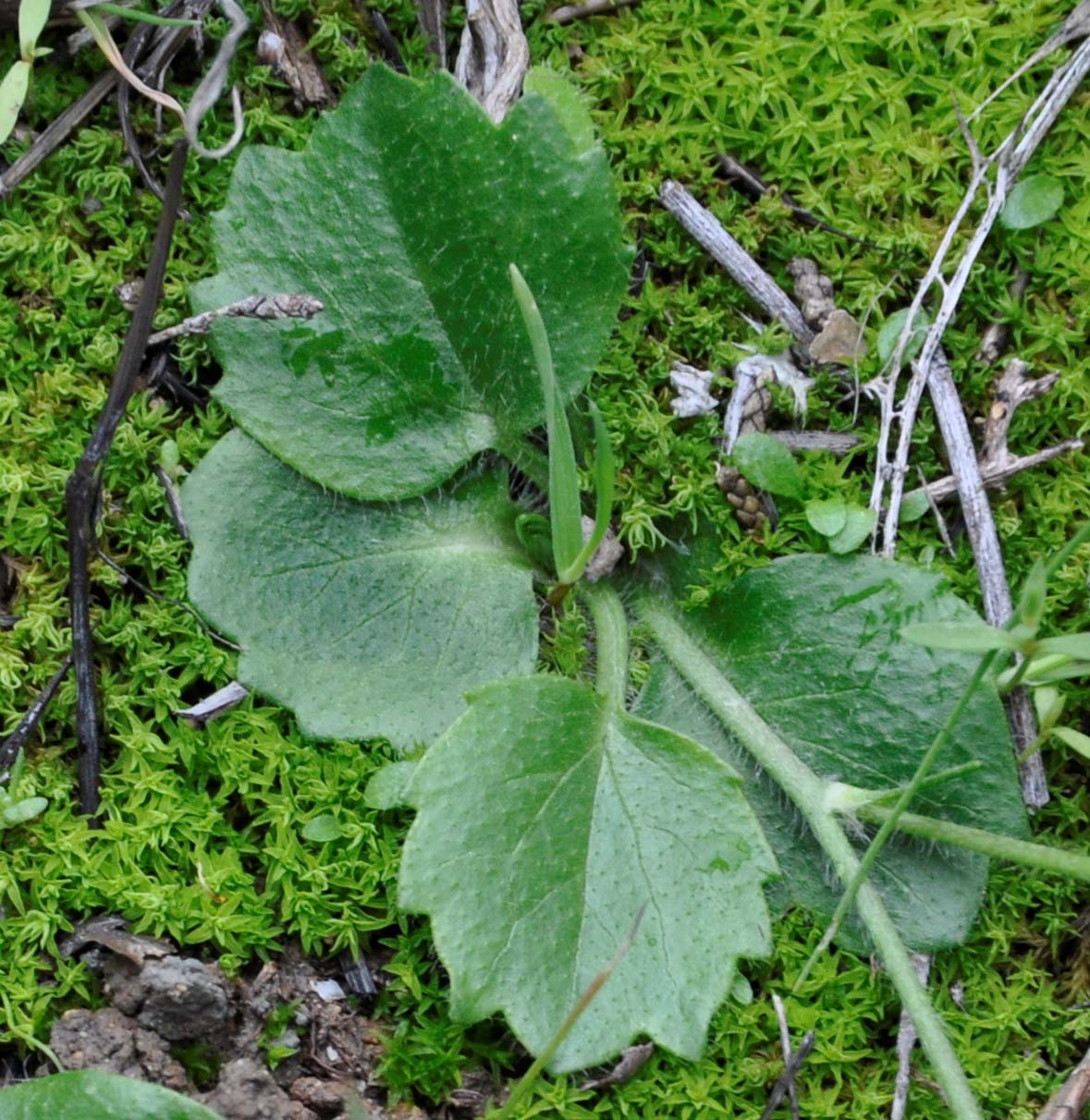 Изображение особи Ranunculus bullatus ssp. cytheraeus.