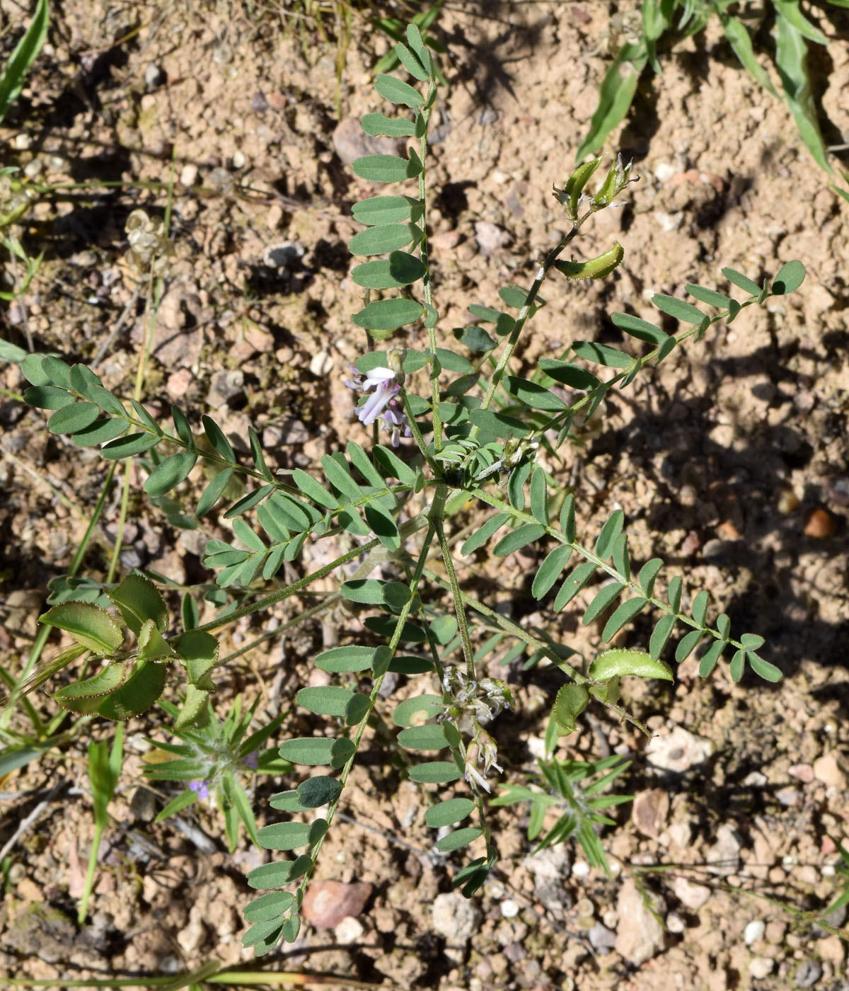 Image of Astragalus vicarius specimen.