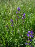 Campanula farinosa