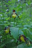 Cypripedium calceolus