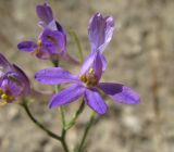 Delphinium divaricatum. Цветок. Дагестан, окр. с. Талги, сухой склон. 05.06.2019.