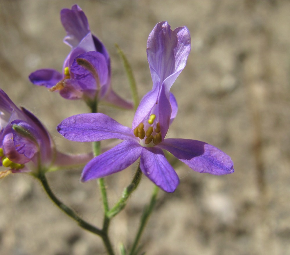 Изображение особи Delphinium divaricatum.