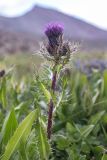 Cirsium simplex