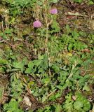 Trifolium pratense