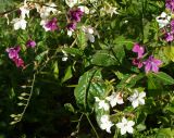 Nicotiana alata