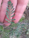 Astragalus versicolor. Лист и часть стебля. Бурятия, Муйский р-н, пос. Таксимо, песчаный склон холма. 10 июня 2020 г.