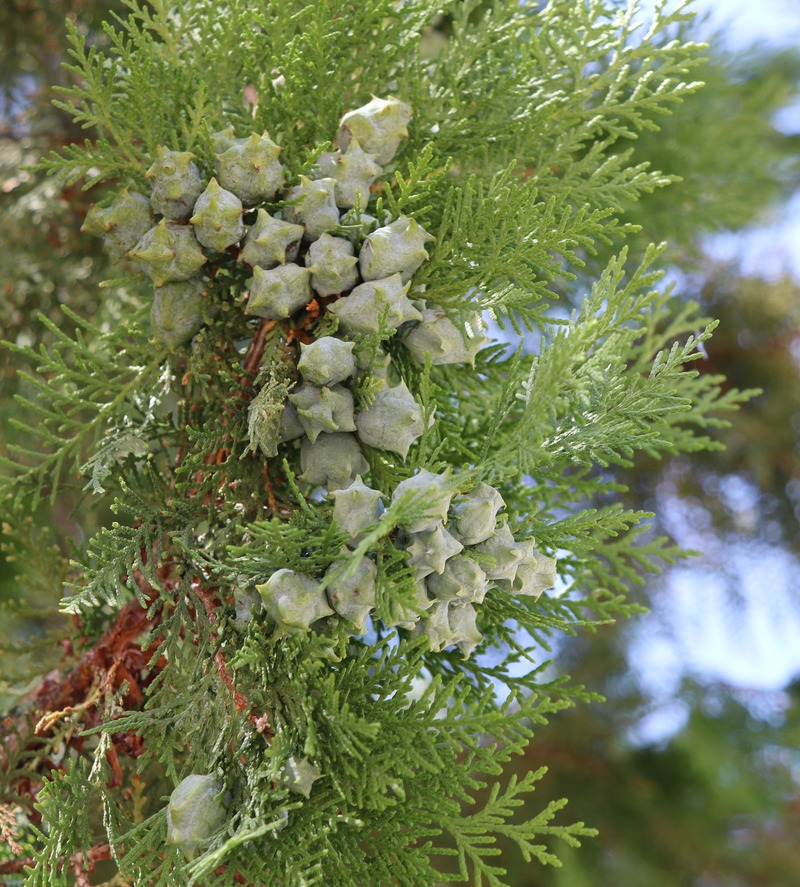 Изображение особи Platycladus orientalis.