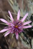 Tragopogon marginifolius