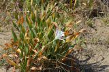 Pancratium maritimum