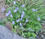 Campanula cochleariifolia