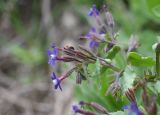 Anchusa stylosa