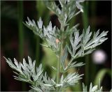 Artemisia absinthium