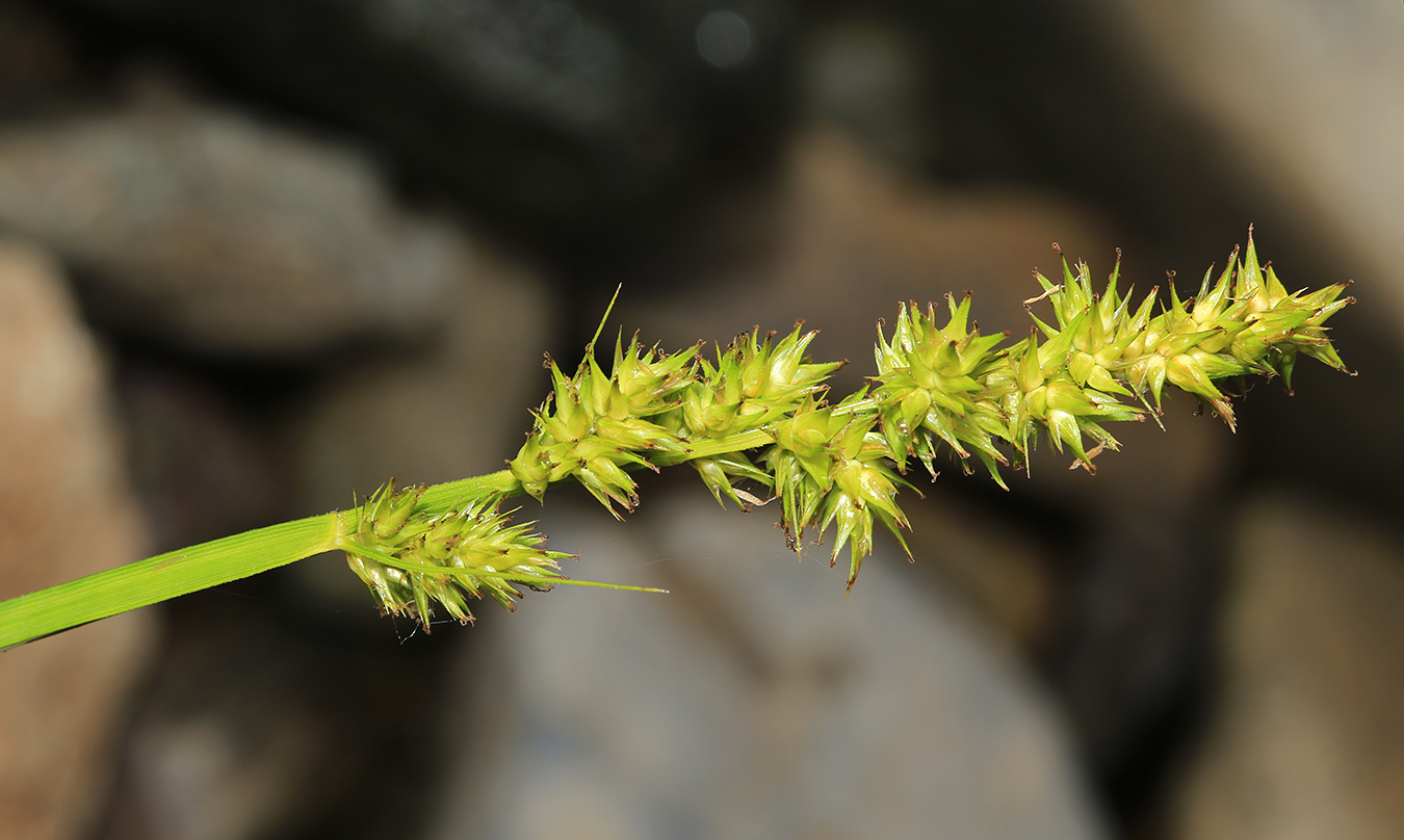 Изображение особи Carex stipata.