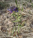 Pulmonaria mollis