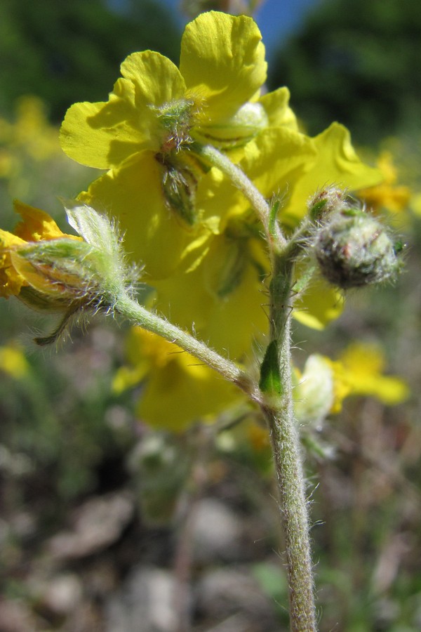 Изображение особи Helianthemum orientale.