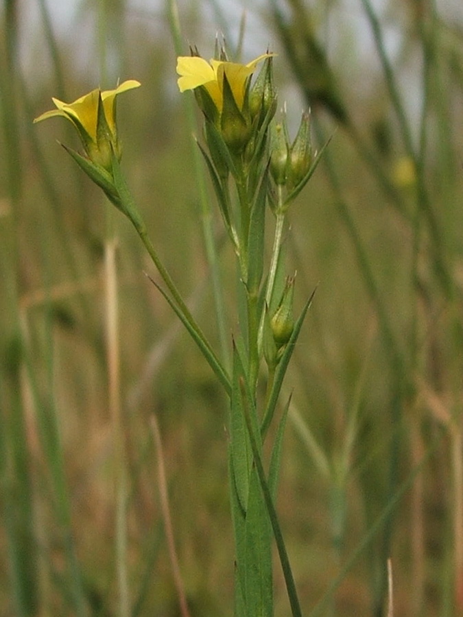 Изображение особи Linum corymbulosum.