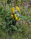 Phlomoides speciosa. Цветущее растение. Киргизия, Ошская обл., Памир, Заалайский хр., берег оз. Тулпар-Кёль, ≈ 3600 м н.у.м., альпийский луг. 04.07.2022.