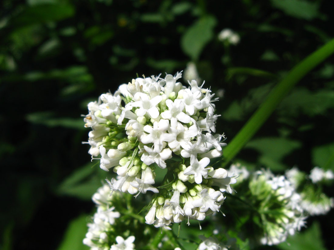 Изображение особи Valeriana cardamines.