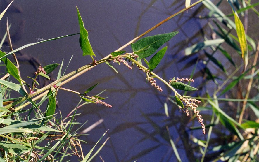 Image of Atriplex prostrata specimen.