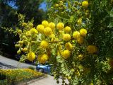 род Vachellia. Ветвь с соцветиями. Турецкая Республика, пров. Анталья, г. Кемер (Türkiye Cumhuriyeti, il Antalya, Kemer); в озеленении города. 07.06.2009.