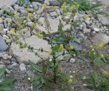 Lepidium perfoliatum