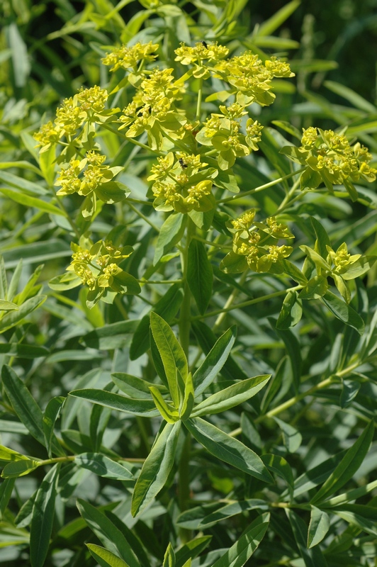 Изображение особи Euphorbia lamprocarpa.