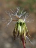 Crepis micrantha