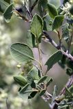 Atraphaxis pyrifolia. Листья. Южный Казахстан, хр. Боролдайтау, гора Нурбай. 23.04.2012.