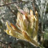 Astragalus reduncus