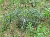 Cirsium polonicum