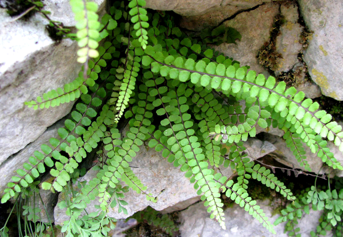 Изображение особи Asplenium trichomanes.