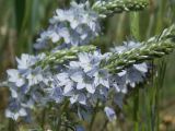 Veronica prostrata. Верхушка соцветия. Украина, Харьковская обл., окр. пос. Песочин. 05.05.2013.