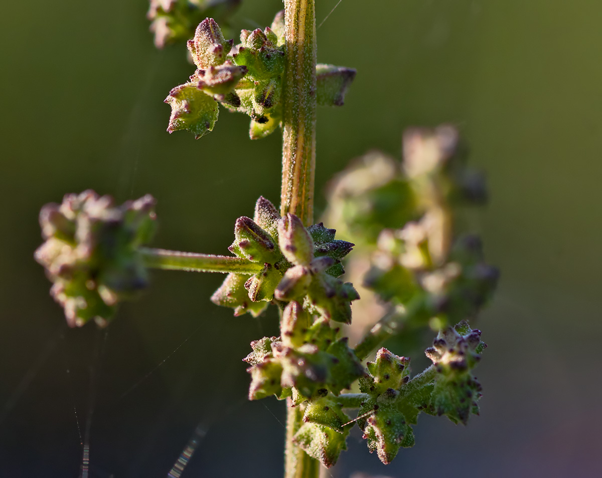 Изображение особи Atriplex patula.