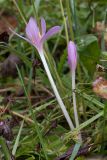 Colchicum autumnale. Цветущее растение. Ленинградская обл., Волосовский район, луг на известняке. 29.09.2013.