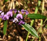 Hovea acutifolia. Верхушка побега c цветками. Австралия, г. Брисбен, Griffith university, Nathan campus. 31.07.2013.