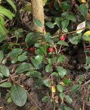 Cotoneaster разновидность radicans