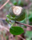 Linnaea borealis