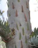 Abies procera форма glauca. Средняя часть ствола молодого дерева. Германия, г. Дюссельдорф, Ботанический сад университета. 04.05.2014.